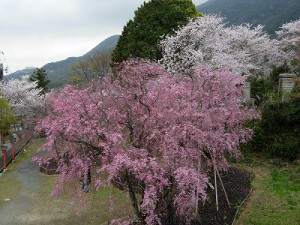 しだれ桜01