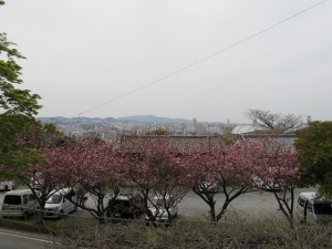 桜まつり2015-13