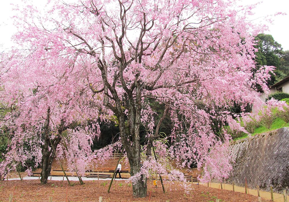 妙見神社のしだれ桜